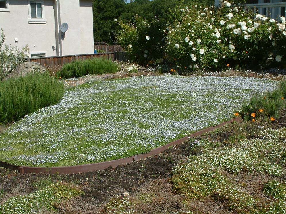 Isotoma Lawn