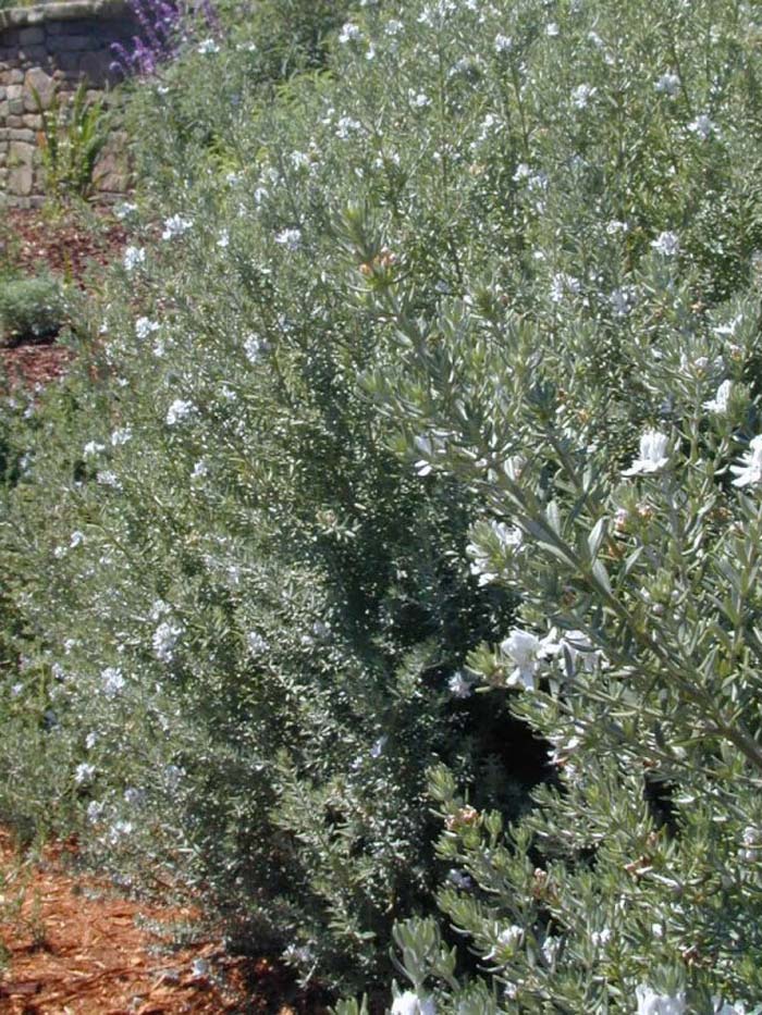 Plant photo of: Westringia fruticosa 'Wynyabbie Gem'