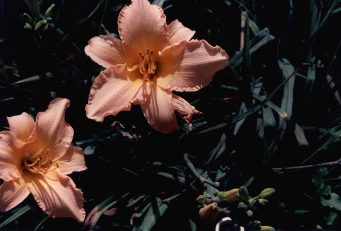 Plant photo of: Hemerocallis 'Delicate Treasure'