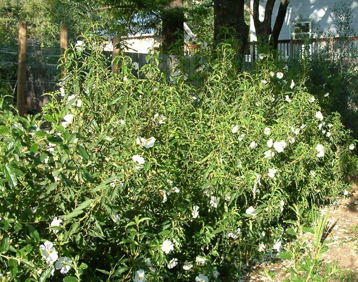 Plant photo of: Carpenteria californica