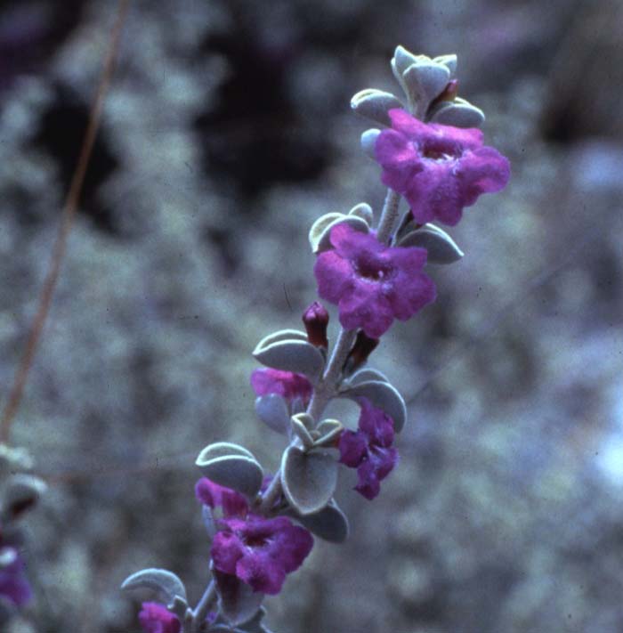 Plant photo of: Leucophyllum zygophyllum 'Cimarron'