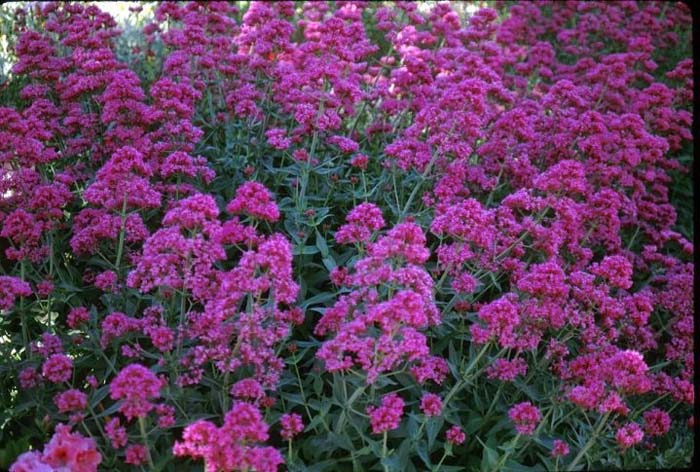 Plant photo of: Centranthus ruber