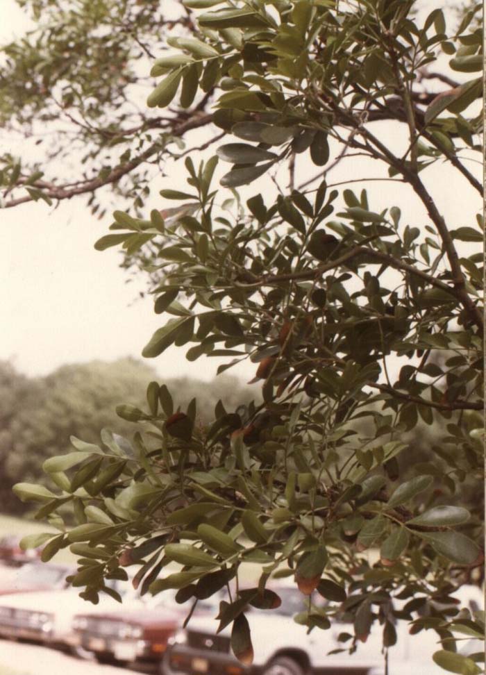 Plant photo of: Sophora secundiflora 'Silver Peso'