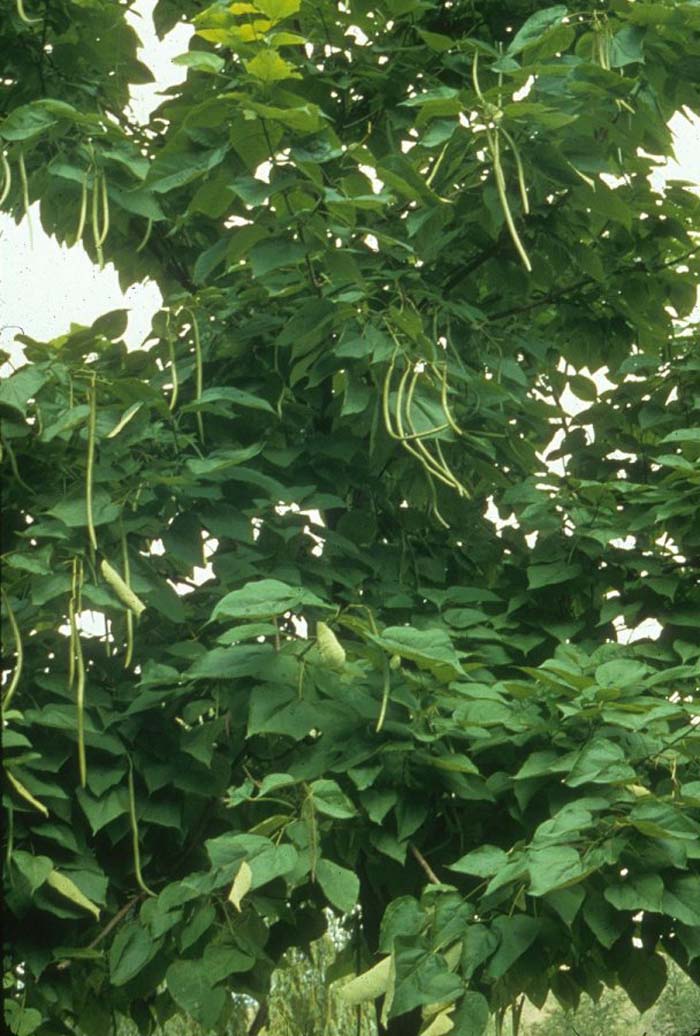 Plant photo of: Catalpa speciosa
