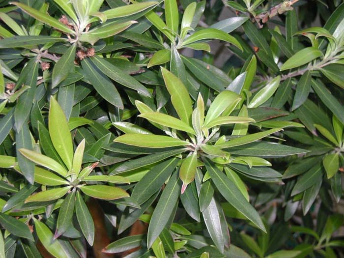 Plant photo of: Tristania laurina 'Elegant'