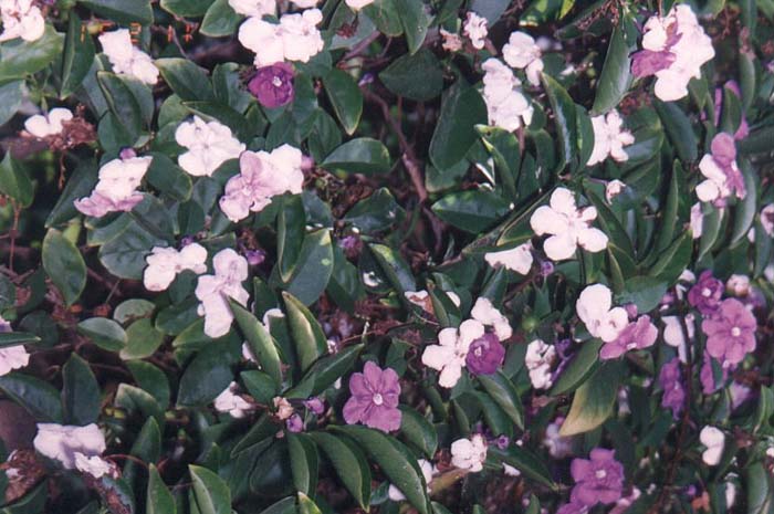 Plant photo of: Brunfelsia pauciflora 'Floribunda'