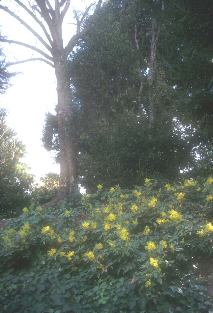 Plant photo of: Mahonia repens