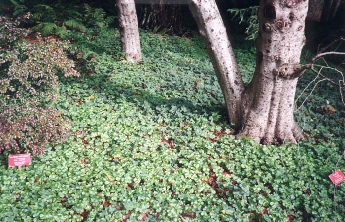 Plant photo of: Oxalis oregano