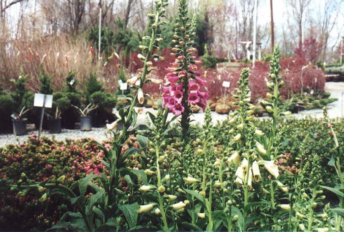 Plant photo of: Digitalis purpurea