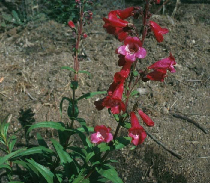 Plant photo of: Penstemon gloxiniodes 'Firebird'