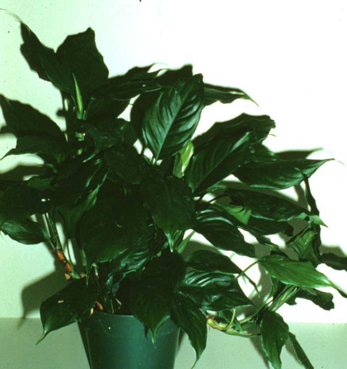 Plant photo of: Aglaonema commutatum