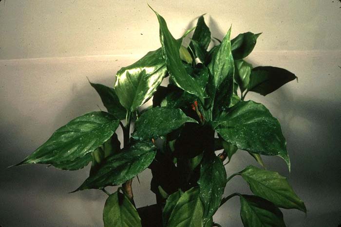 Plant photo of: Aglaonema commutatum