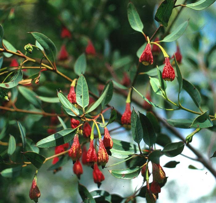 Plant photo of: Eucalyptus forrestiana