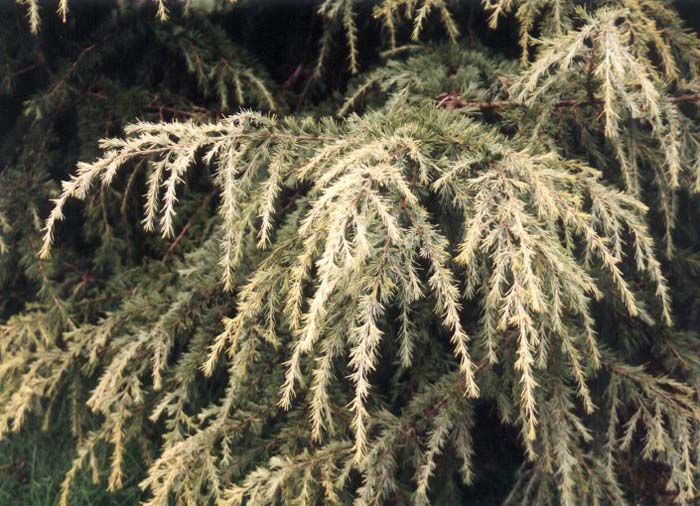 Plant photo of: Cedrus deodara 'Aurea'
