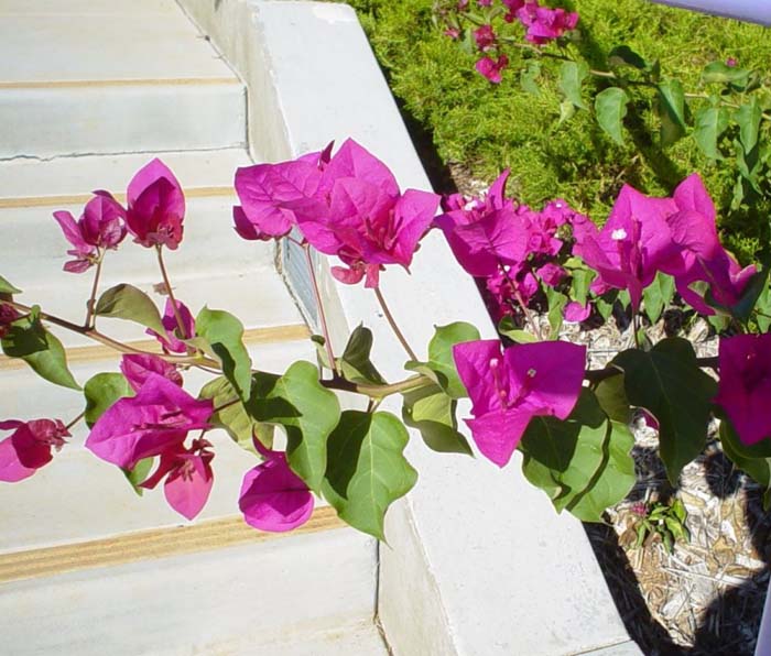 Plant photo of: Bougainvillea 'Barbara Karst'