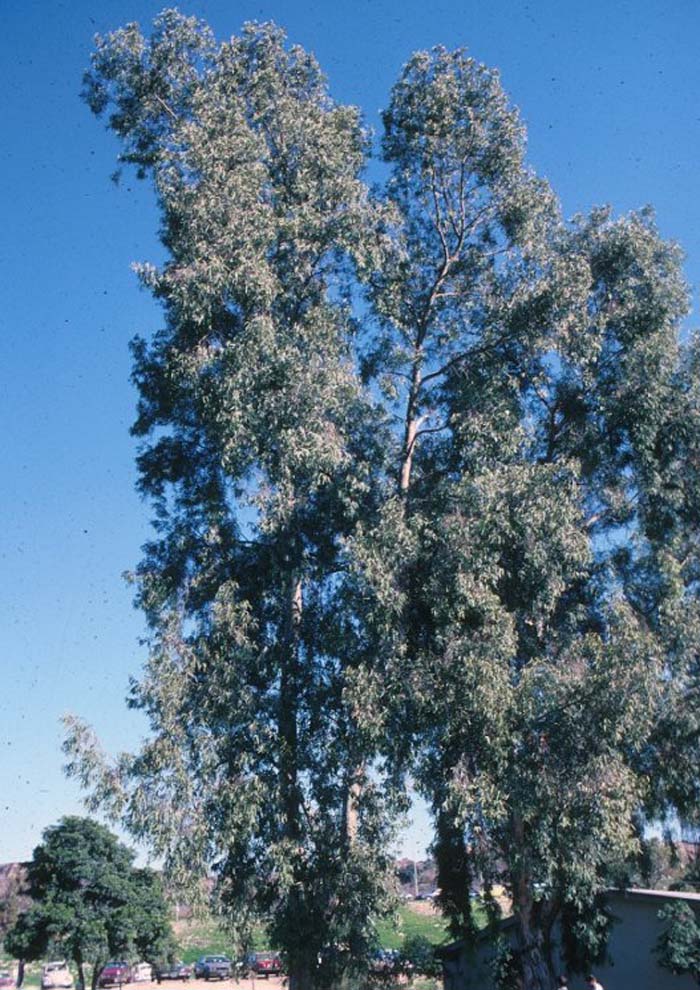 Plant photo of: Eucalyptus leucoxylon