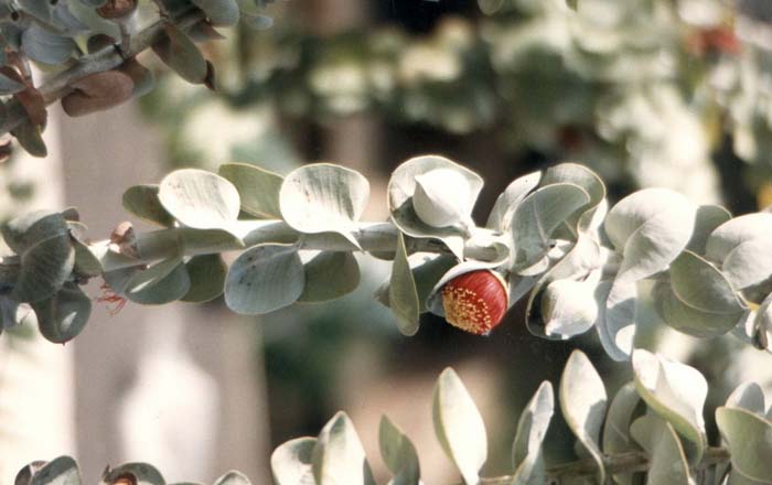 Plant photo of: Eucalyptus rhodantha
