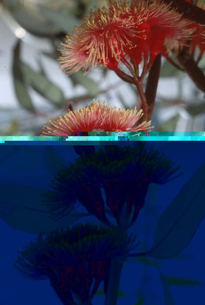 Plant photo of: Eucalyptus torquata