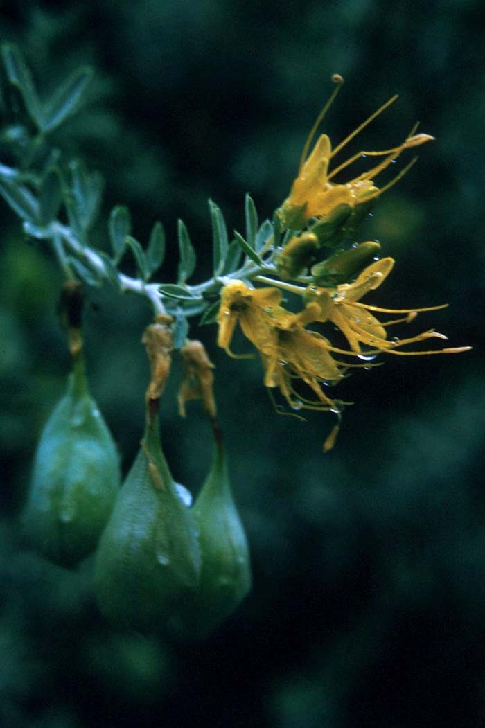 Plant photo of: Isomeris arborea