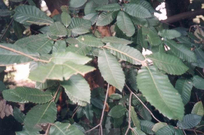 Plant photo of: Lithocarpus densiflorus