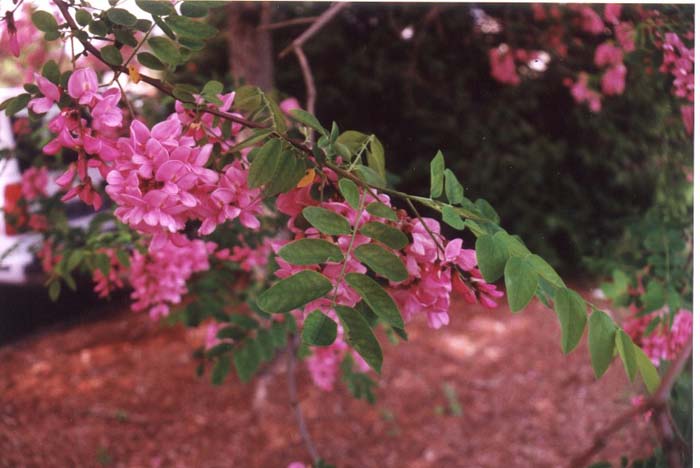 Plant photo of: Robinia ambigua 'Idahoensis'