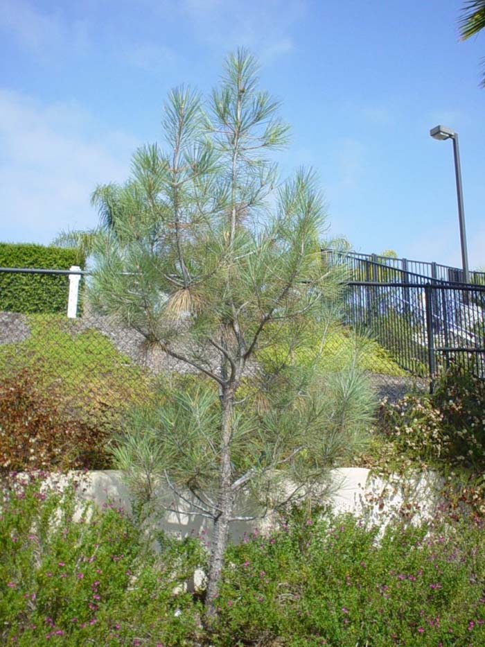Plant photo of: Pinus sabiniana