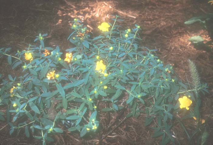 Plant photo of: Hypericum frondosum 'Sunburst'
