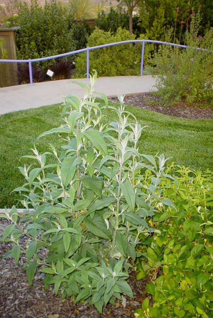 Plant photo of: Buddleia davidii