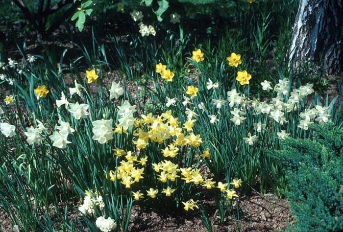Plant photo of: Narcissus  sp.