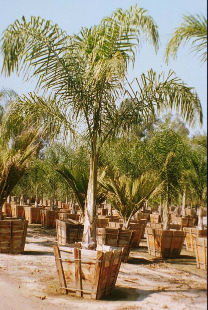 Plant photo of: Cocos plumosa