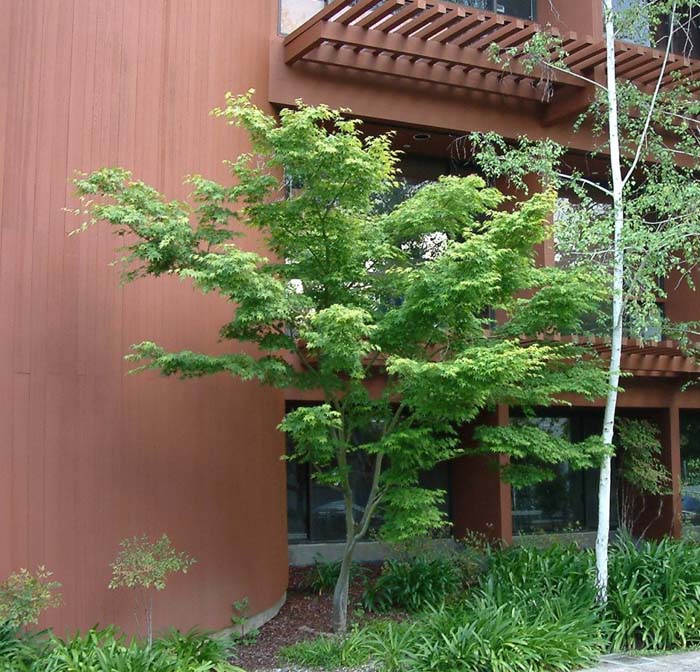 Plant photo of: Acer palmatum