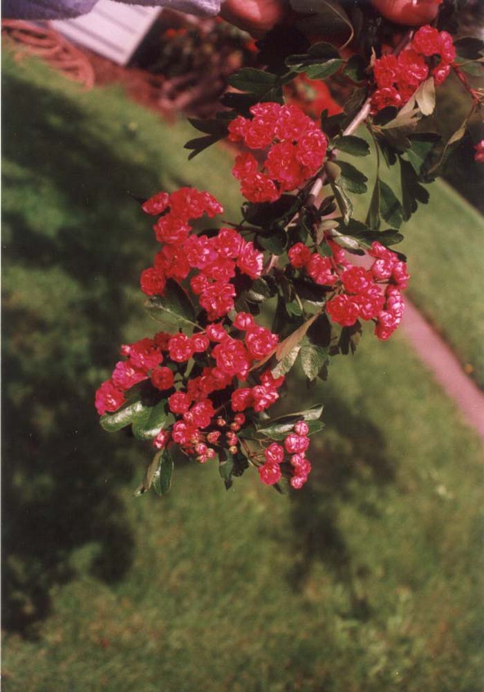 Plant photo of: Crataegus lavallei 'Paul's Scarlet'