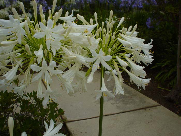 Plant photo of: Agapanthus africanus 'White'