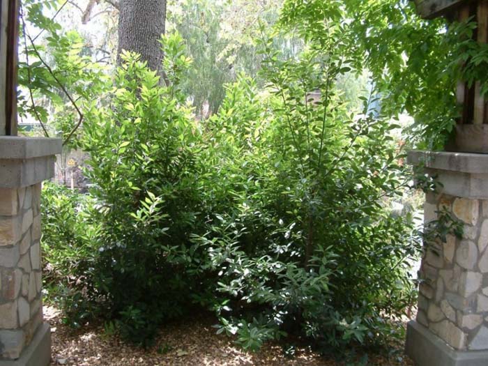 Plant photo of: Laurus nobilis