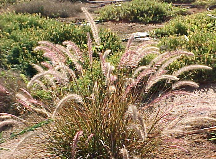 Plant photo of: Pennisetum setaceum 'Eaton Canyon'