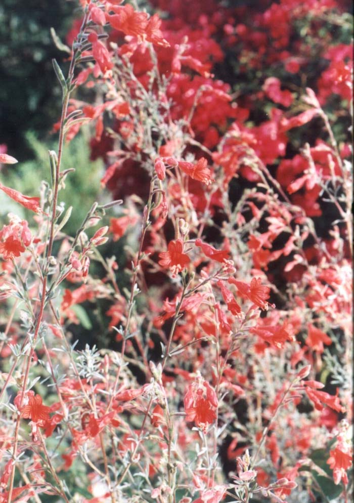 Plant photo of: Zauschneria cana