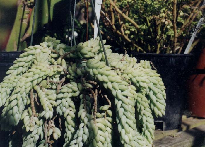 Plant photo of: Koelreuteria paniculata 'Fastigiata'
