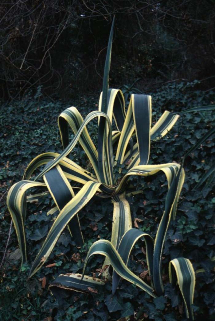 Plant photo of: Agave americana variegata marginata