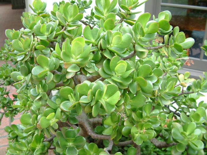 Plant photo of: Crassula argentea