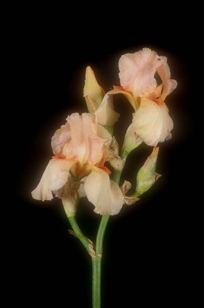 Plant photo of: Iris bearded 'Beaucatcher'