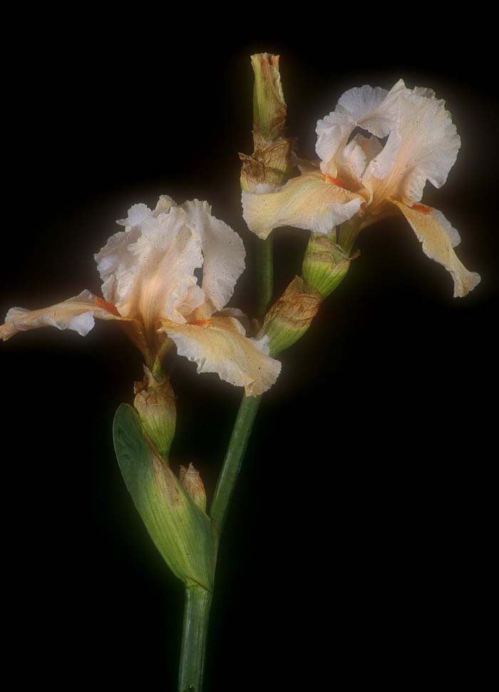 Plant photo of: Iris bearded 'Coral Beauty'