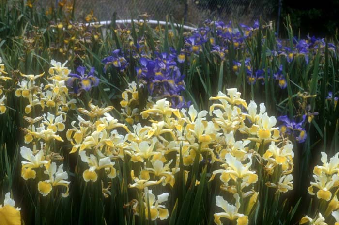 Plant photo of: Iris bearded 'Ruffled Canary'