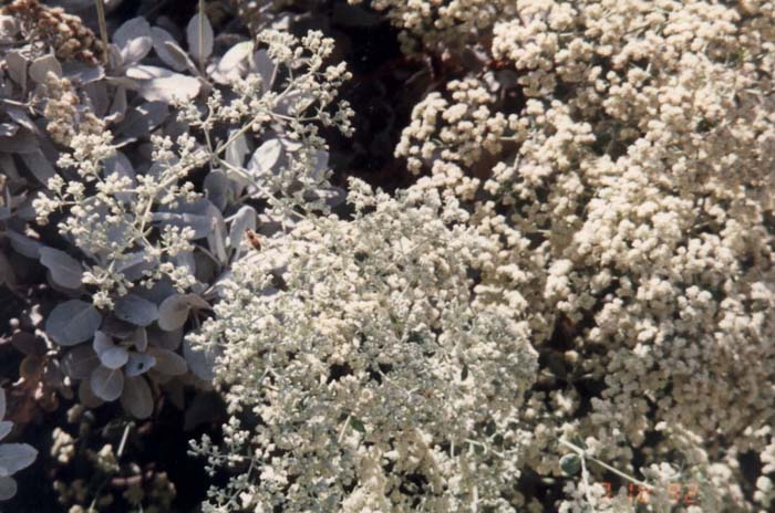 Plant photo of: Erigeron glaucus 'St. Catherine's Lace'