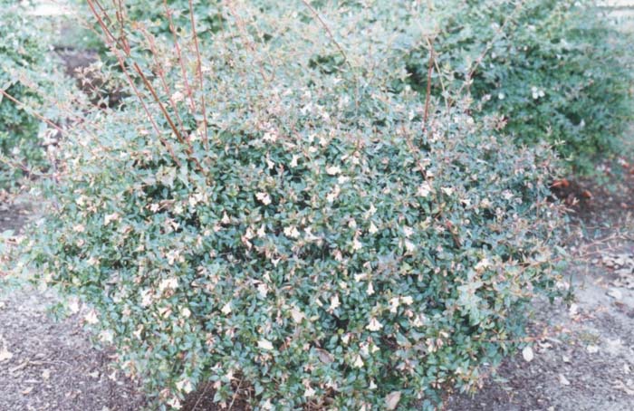 Plant photo of: Abelia grandiflora 'Edward Goucher'