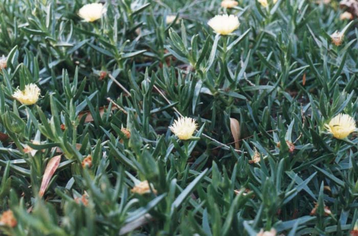 Plant photo of: Carpobrotus chilensis