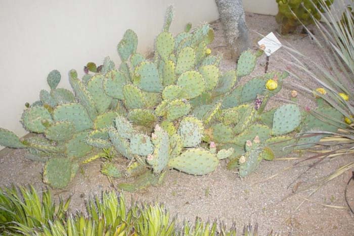 Plant photo of: Opuntia phaeacantha