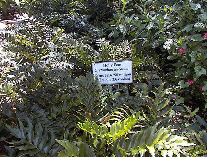 Plant photo of: Cyrtomium falcatum