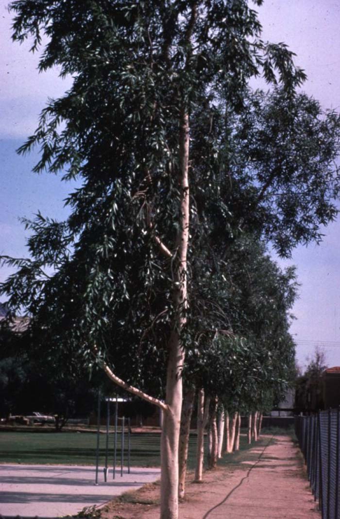 Plant photo of: Eucalyptus papuana