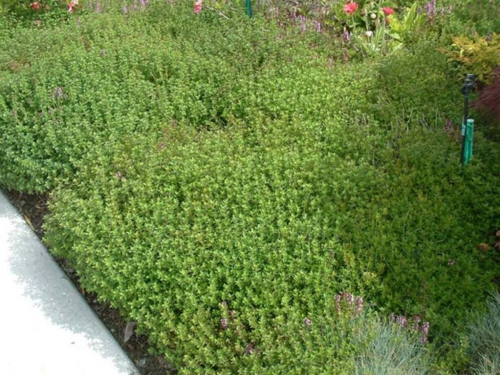 Plant photo of: Thymus praecox 'Purple Carpet'