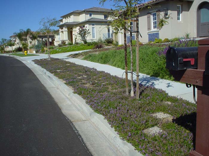 Plant photo of: Thymus praecox 'Purple Carpet'
